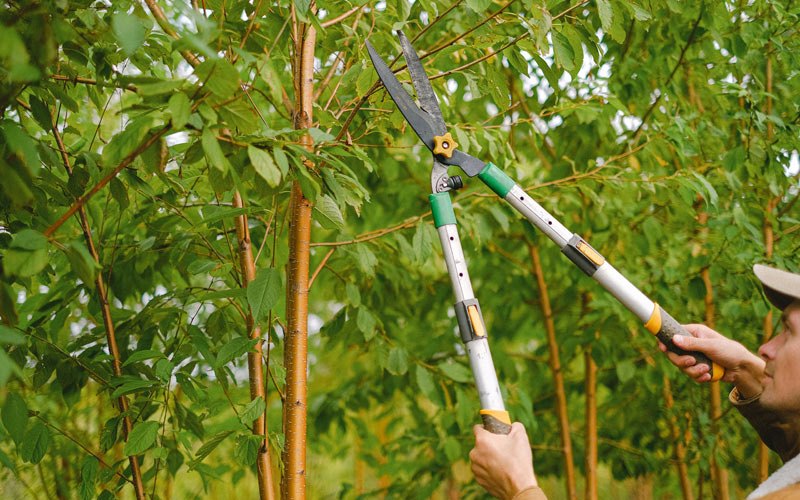 Tree trimming in Wausau, WI